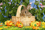 young dwarf rabbit at Easter