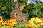 young dwarf rabbit at Easter