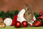 young dwarf rabbit at christmas