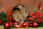 young dwarf rabbit at christmas