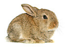 young dwarf rabbit