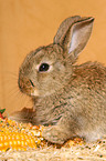 young dwarf rabbit with feed