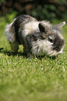 pygmy bunny