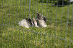 pygmy bunny