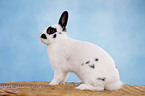 pygmy bunny