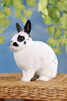 pygmy bunny