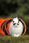 dwarf rabbit