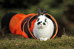 dwarf rabbit