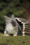 dwarf rabbit