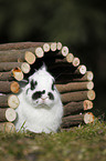 dwarf rabbit