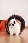 dwarf rabbit