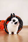 dwarf rabbit