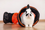 dwarf rabbit