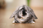dwarf rabbit