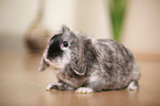 dwarf rabbit