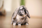 dwarf rabbit