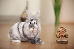 dwarf rabbit