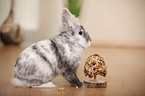 dwarf rabbit