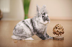 dwarf rabbit