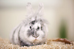 dwarf rabbit