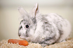 dwarf rabbit