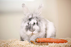 dwarf rabbit