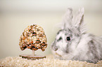 dwarf rabbit