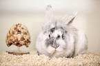dwarf rabbit