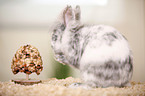 dwarf rabbit