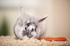 dwarf rabbit