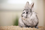dwarf rabbit