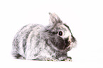 dwarf rabbit