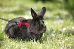 dwarf rabbit