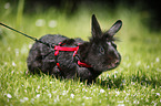 dwarf rabbit