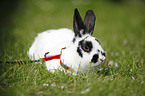 dwarf rabbit