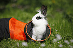 dwarf rabbit