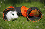 dwarf rabbit