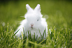 young dwarf rabbit