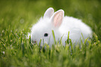 young dwarf rabbit