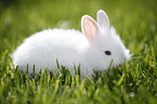 young dwarf rabbit