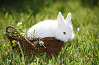 young dwarf rabbit