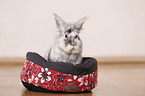 dwarf rabbit