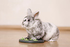 dwarf rabbit