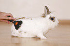 dwarf rabbit