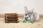 dwarf rabbit