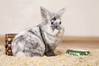 dwarf rabbit