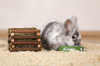 dwarf rabbit