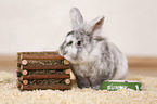 dwarf rabbit