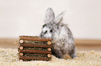 dwarf rabbit