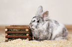 dwarf rabbit